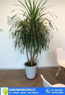 綠植花卉出售 連然園林綠化養護 蕪湖花卉