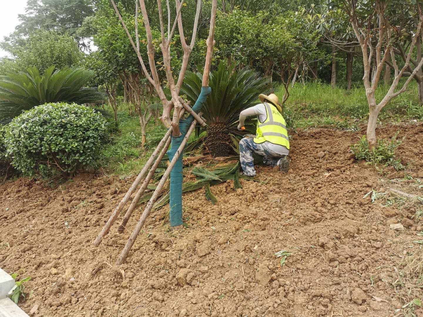 涼州區住建局綠化項目施工現場