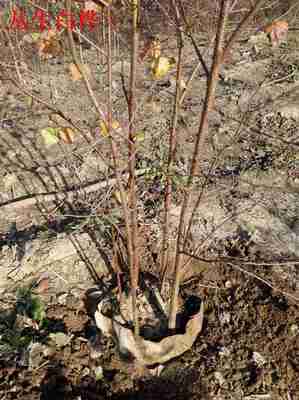 自家苗木承攬名勝古跡美化工程青扦營養(yǎng)杯苗_供應信息_金農網