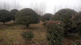 遼寧石榴樹 郯城縣澤誠苗木種植 石榴樹多少錢